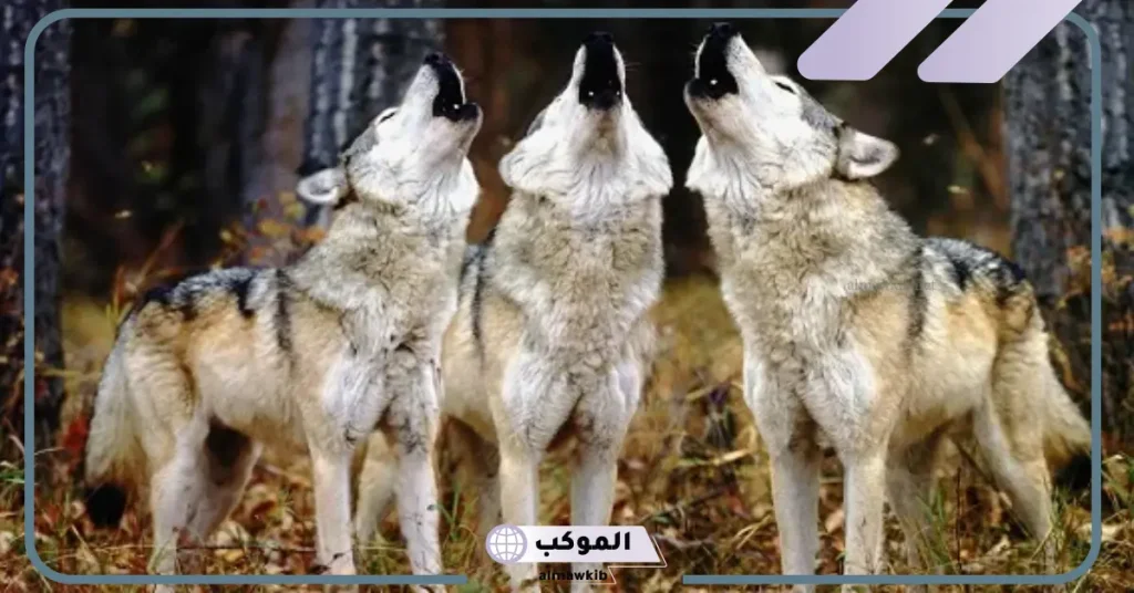 هجوم الذئب في المنام للمتزوجة