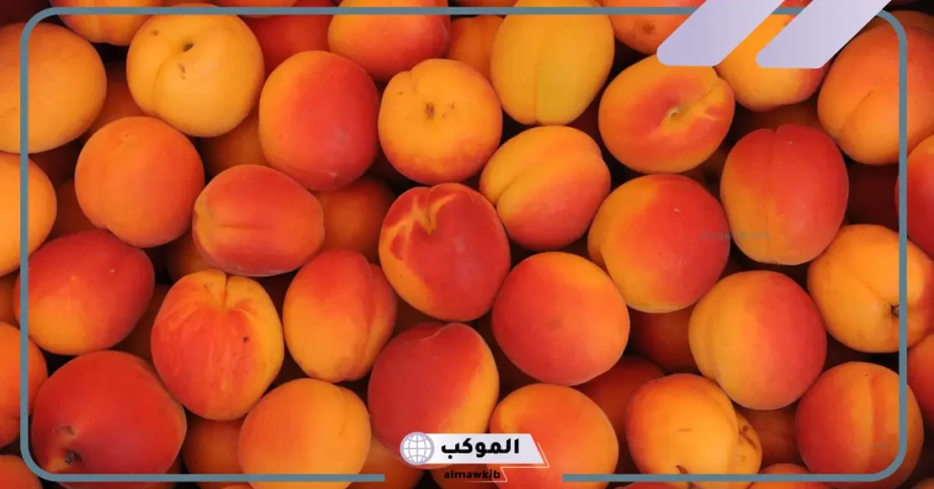 تفسير اكل المشمش في المنام للعزباء والمتزوجة لابن سيرين 6 رؤية المشمش في المنام للعزباء