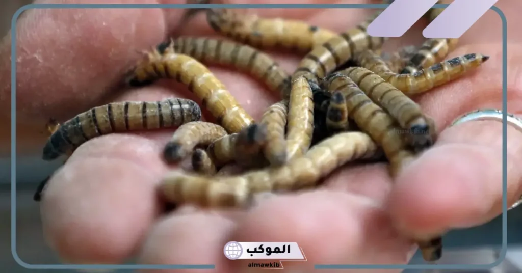 رؤية خروج الدود من الدبر في المنام للعزباء