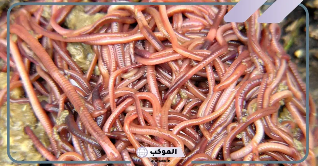 تفسير حلم خروج الدود مع البراز للمتزوجة