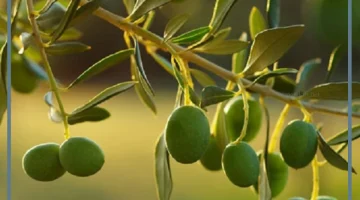 الزيتون الأخضر في المنام