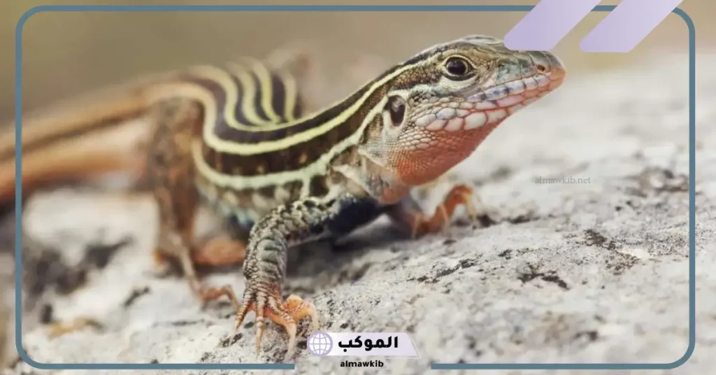 الخوف من السحلية في المنام للمتزوجة