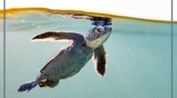 السلاحف في البحر الاحمر