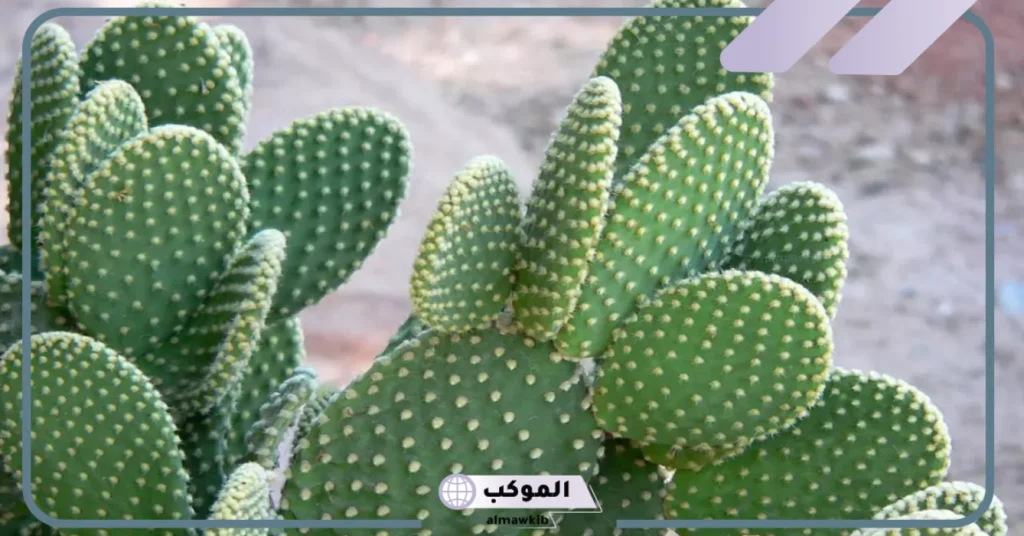 تفسير حلم رؤية نبات الصبار في المنام للمتزوجة والعزباء لابن سيرين 5 رؤية نبات الصبار في المنام للعزباء