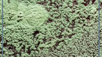 العفن الاخضر