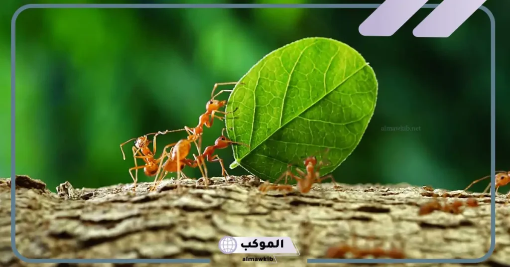 التخلص من النمل الصغير في المنزل