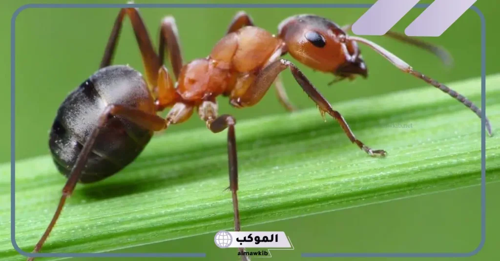 كيفية التخلص من النمل نهائيًا