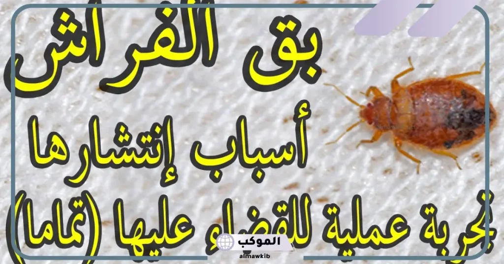 أسباب ظهور حشرة البق
