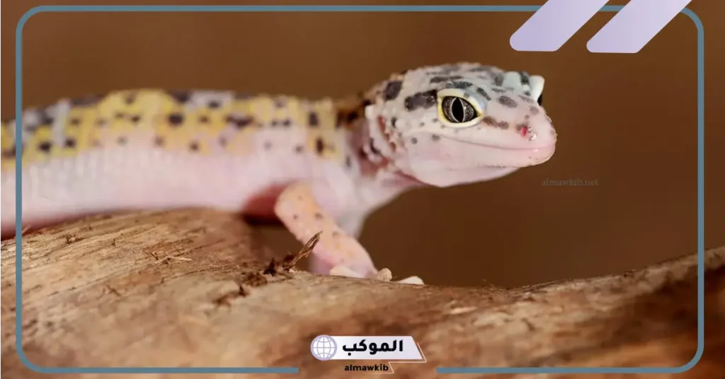 هل الوزغ في المنام يدل على السحر؟ تفسير حلم الوزغ لابن سيرين 6 هجوم الوزغ في المنام