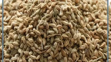 بذور الخلة لتفتيت الحصوات