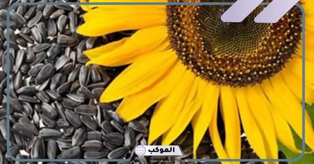 تفسير رؤية بزر عباد الشمس في الحلم لابن سيرين 5 تفسير حلم أكل بزر عباد الشمس للعزباء