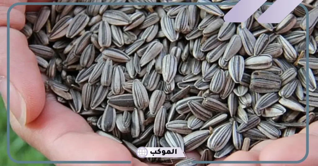 تفسير رؤية بزر عباد الشمس في الحلم لابن سيرين 6 رؤية بذور عباد الشمس في المنام للرجل