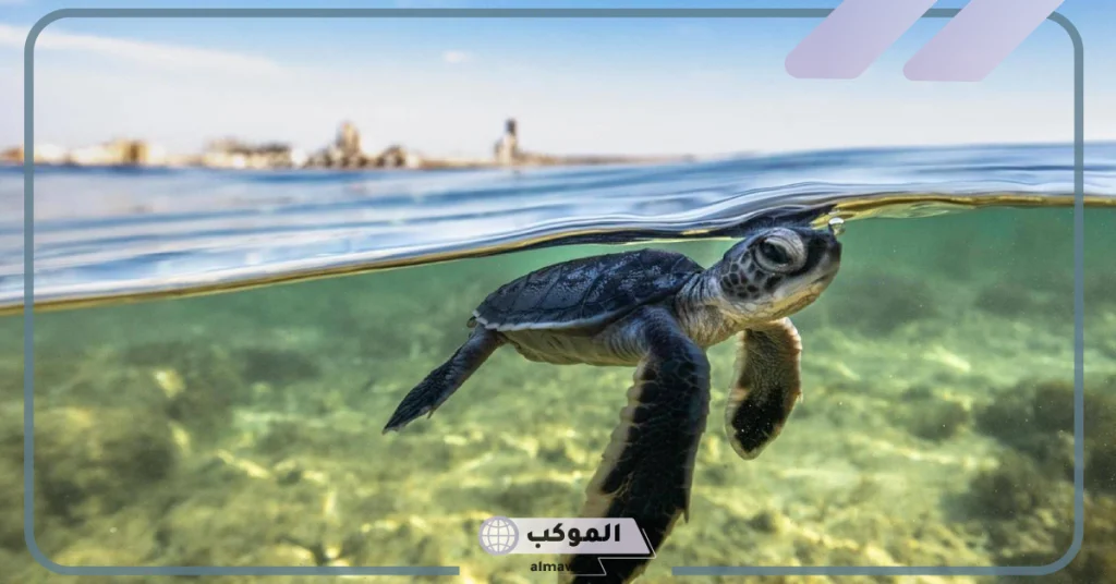 بأعداد كبيرة.. السعودية تصل إلى أكبر موقع تعشيش للسلاحف 5 المملكة العربية السعودية تكتشف أكبر موقع تعشيش للسلاحف بها