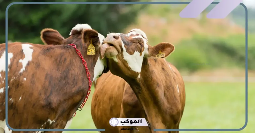 تفسير رؤية البقرة في المنام وعلاقتها بالخير والبركة لابن سيرين 5 رؤية البقرة في المنام للعزباء