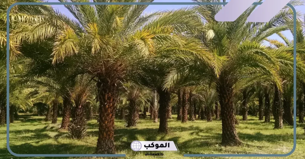 رؤية النخل في الحلم للمتزوجة