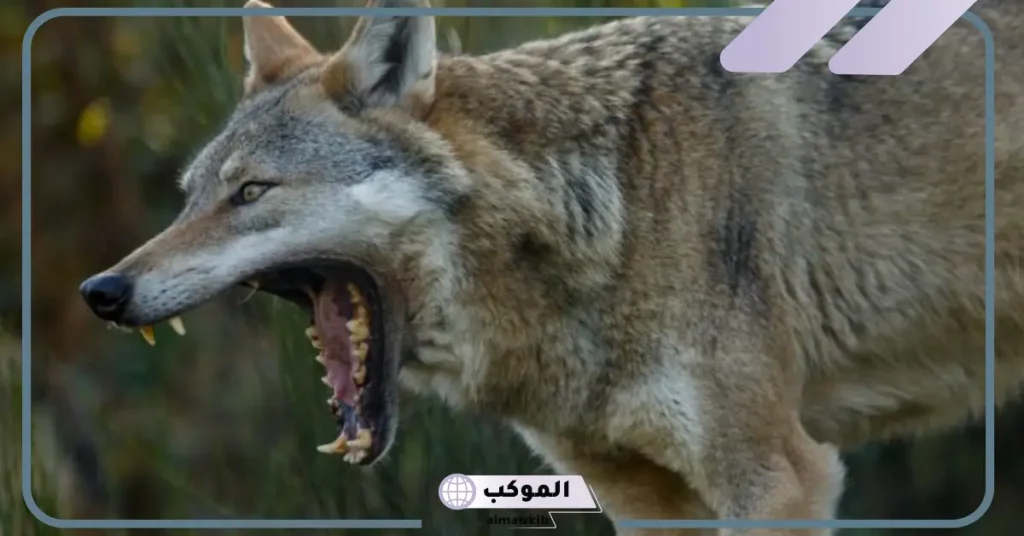 رؤية الذئب في المنام للرجل