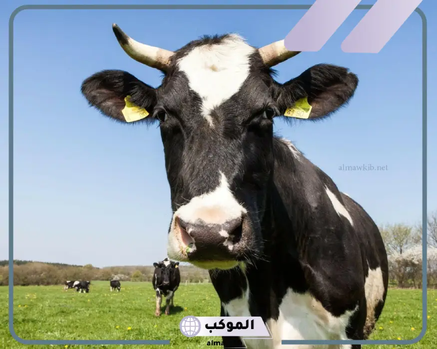 رؤية العجل في المنام لابن سيرين