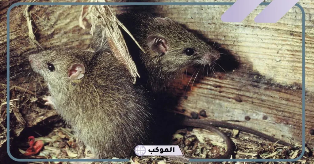 رؤية الفأر في المنام وقتله للعزباء