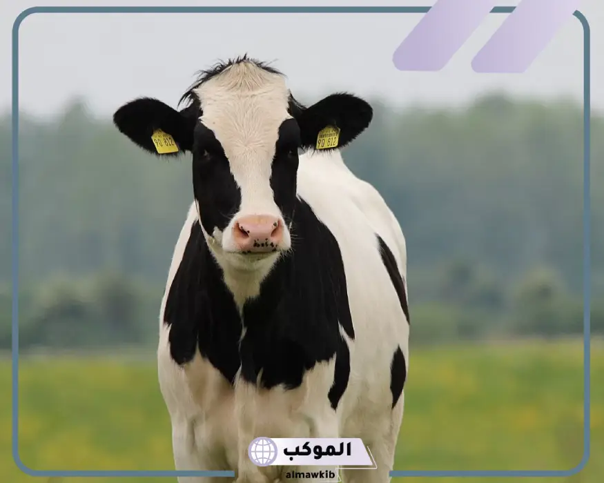 تفسير رؤية البقرة في المنام لابن سيرين والنابلسي