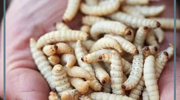 حلم ديدان في البراز