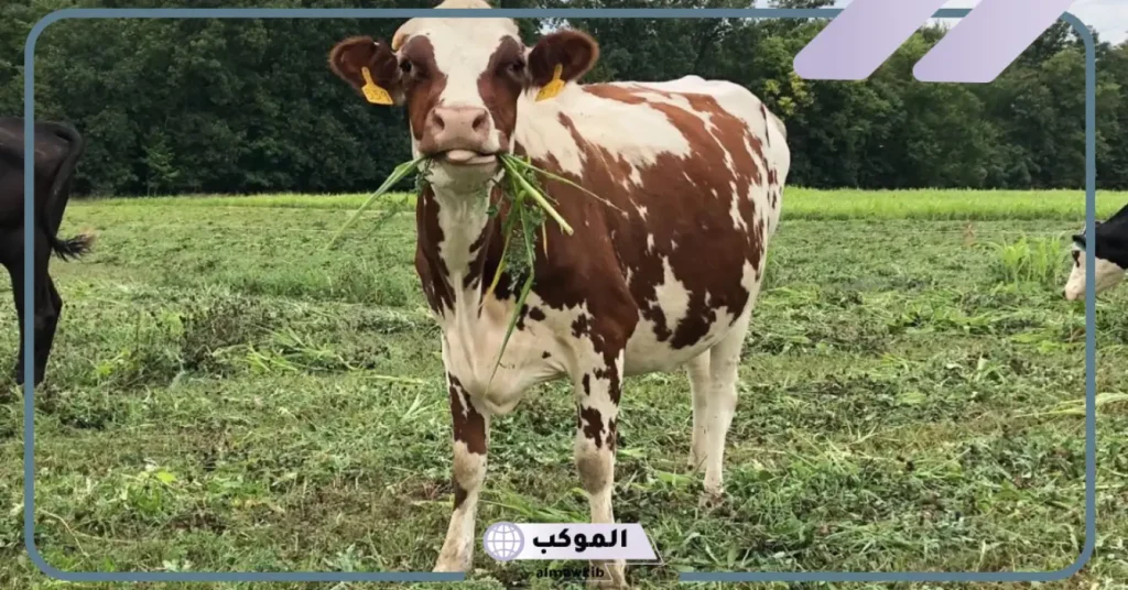 تفسير حلم رؤية العجل في المنام لابن سيرين 5 رؤية العجل في المنام للعزباء