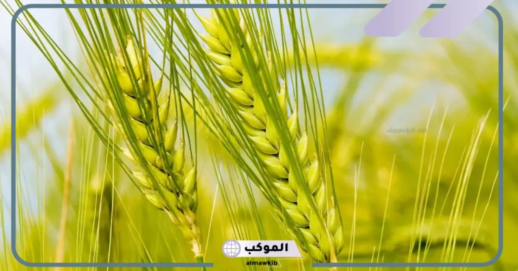 تفسير حلم التبن للعزباء