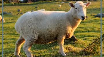 رؤية الخروف