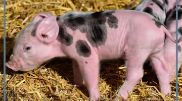 رؤية الخنزير