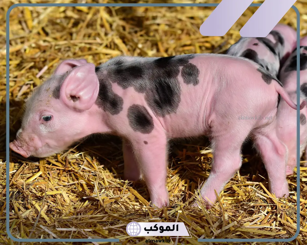 تفسير رؤية الخنزير في المنام