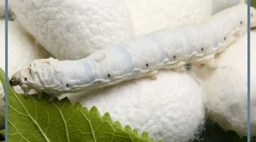 رؤية الدودة