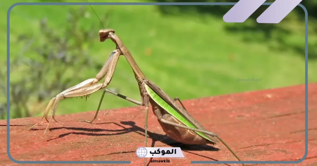 رؤية السرعوف في الحلم