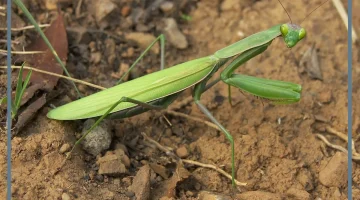رؤية السرعوف في المنزل