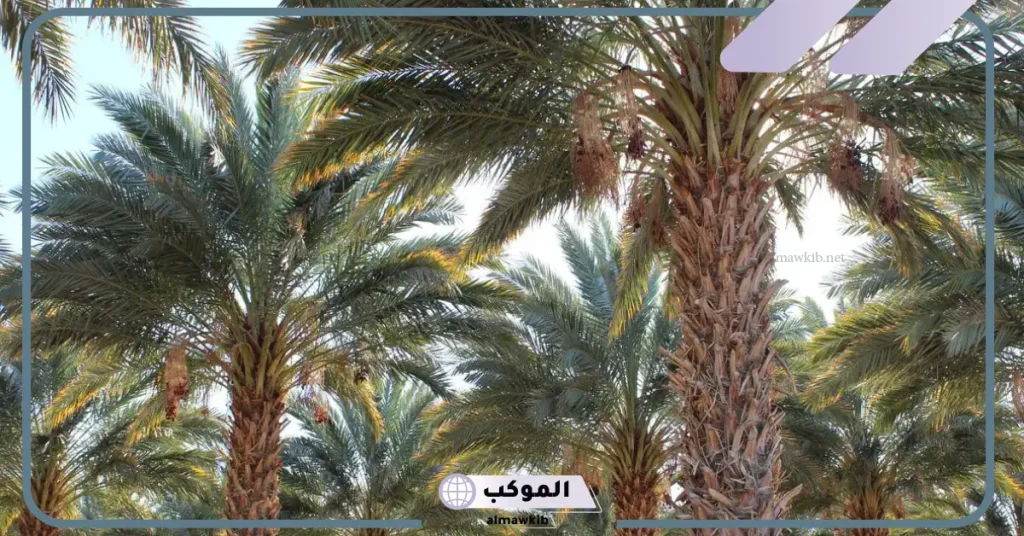 تفسير رؤية النخل في المنام للعزباء