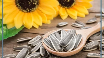 رؤية عباد الشمس