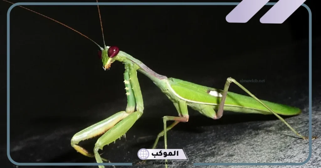 رؤية فرس النبي في منام العزباء