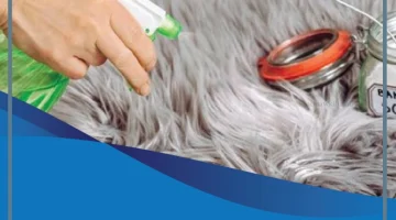 رائحة السجاد