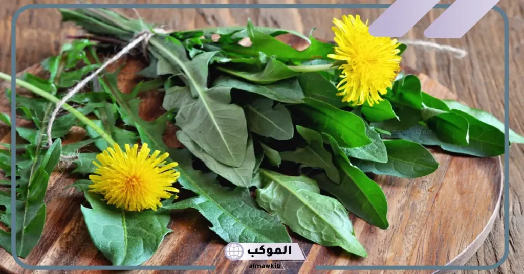 أضرار الهندباء على الكلى