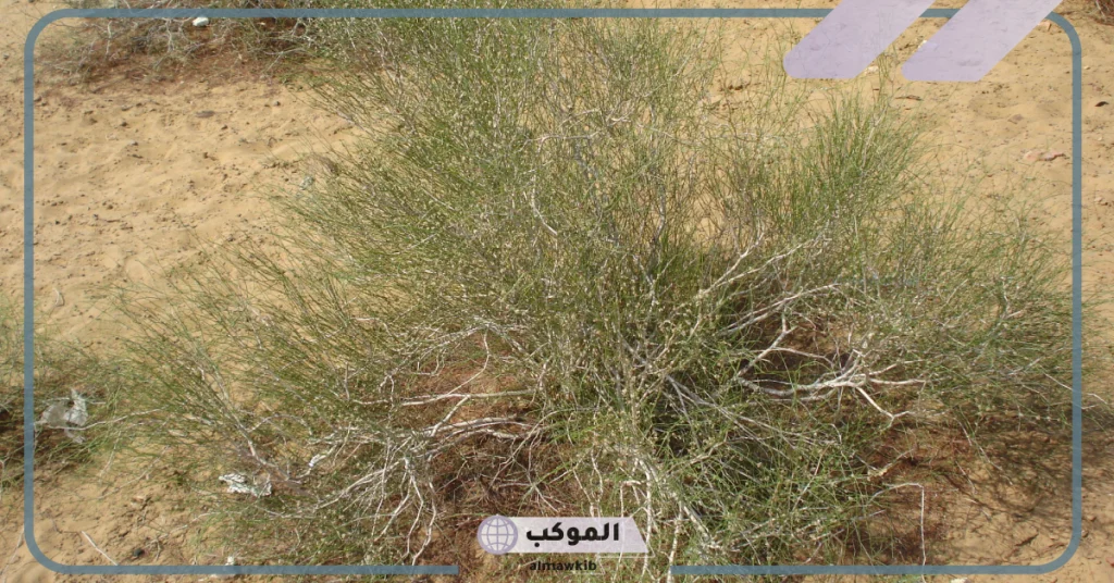 طريقة استخدام عشبة الارطا 