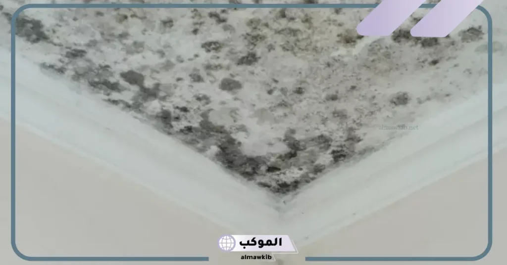 تفسير حلم رؤية العفن الأخضر في المنام لابن سيرين 5 تفسير رؤية العفن الأخضر في المنام للعزباء