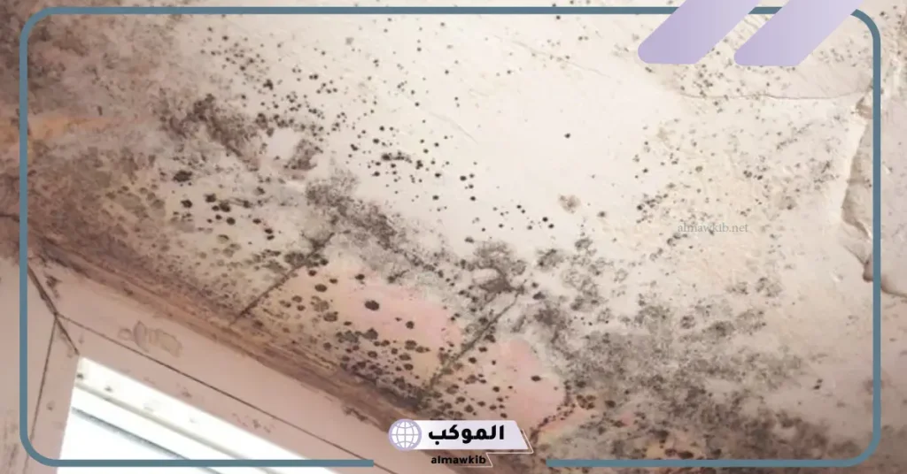 تفسير حلم رؤية العفن الأخضر في المنام لابن سيرين 6 تنظيف العفن في المنام