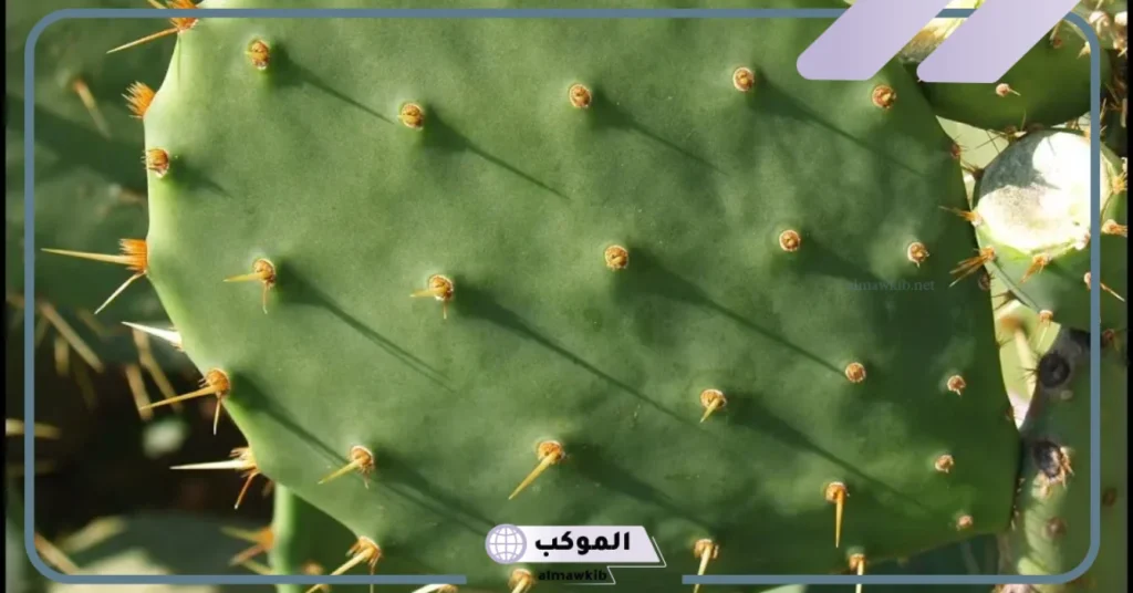 تفسير حلم رؤية نبات الصبار في المنام للمتزوجة والعزباء لابن سيرين 6 رؤية نبات الصبار في المنام للمتزوجة