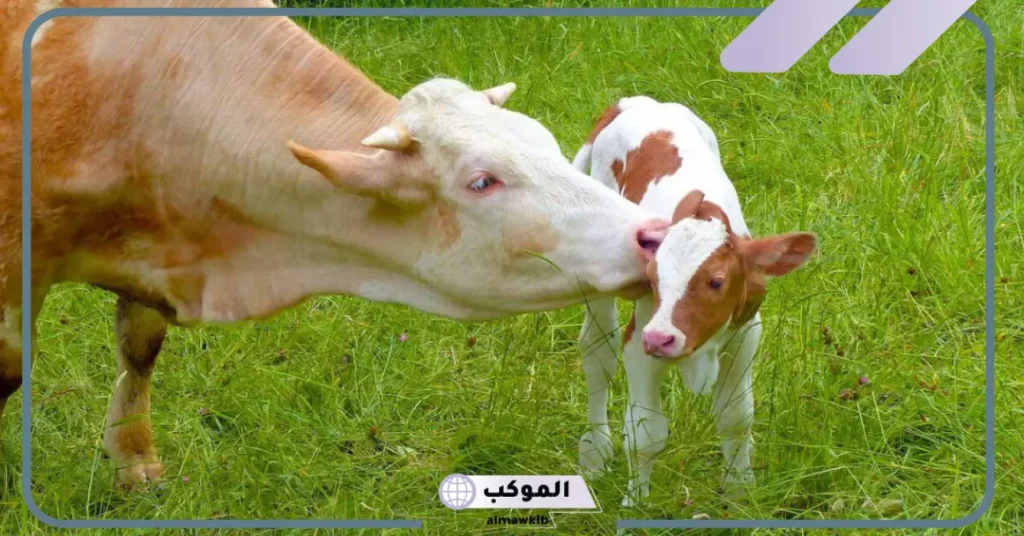 تفسير رؤية البقرة في المنام وعلاقتها بالخير والبركة لابن سيرين 6 رؤية البقرة في المنام للمتزوجة