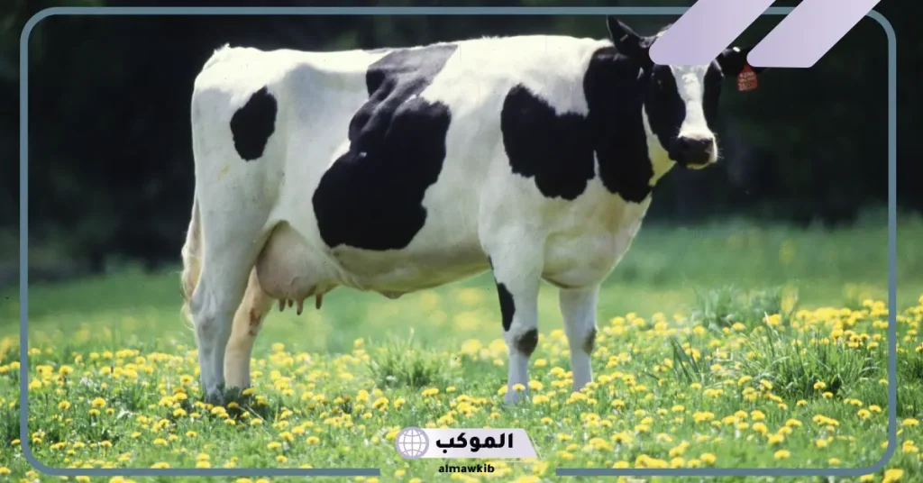 تفسير حلم رؤية العجل في المنام لابن سيرين 6 رؤية العجل في المنام للمتزوجة