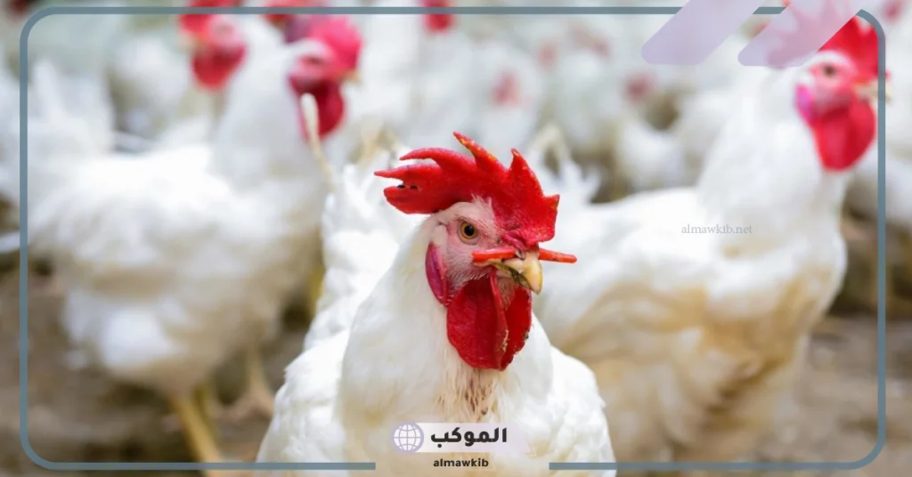 بداية من يوم 1 يناير السعوية تطلق آلية جديدة لنقل الدواجن.. اعرف التفاصيل 