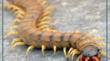 أم اربعة وأربعين