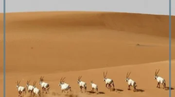 إطلاق المها والريم