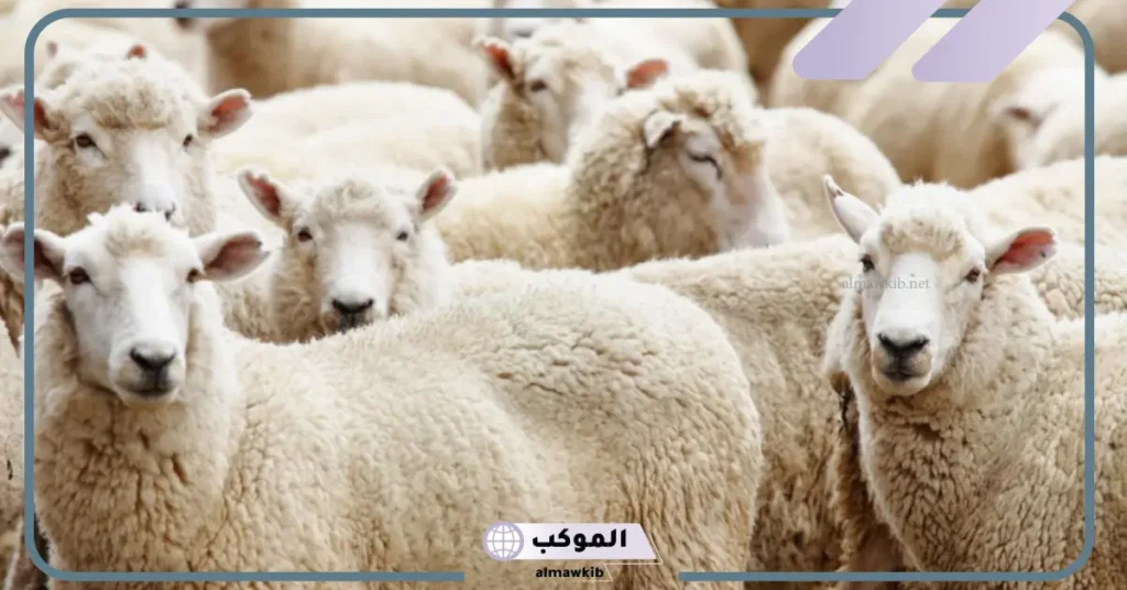 ما تفسير حلم رؤية الغنم في المنام للمتزوجة والحامل والعزباء 6 رؤية الغنم في المنام للعزباء