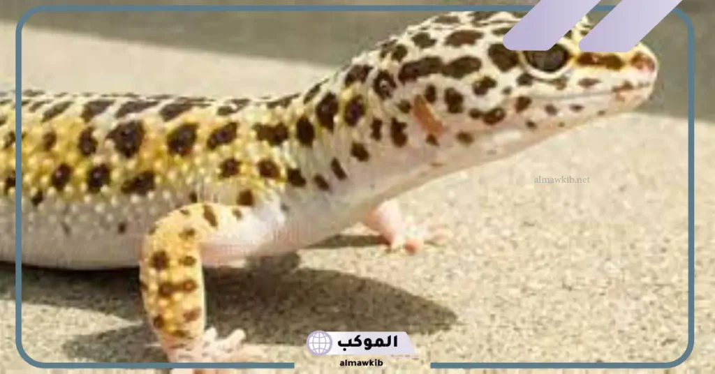 رؤية الوزغ في المنام للمتزوجة