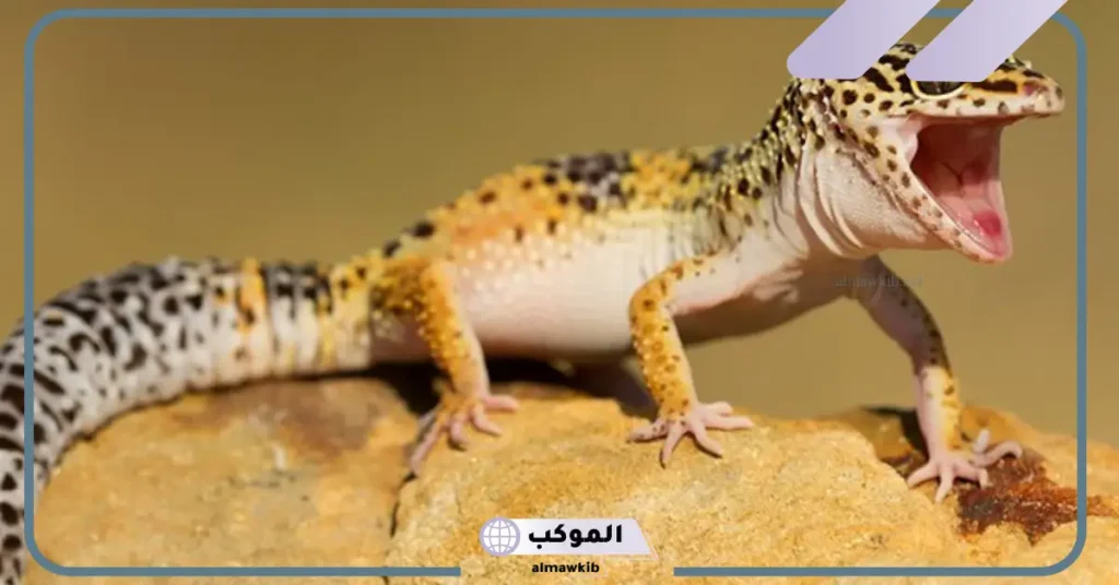 الخوف من الوزغ في المنام للمتزوجة