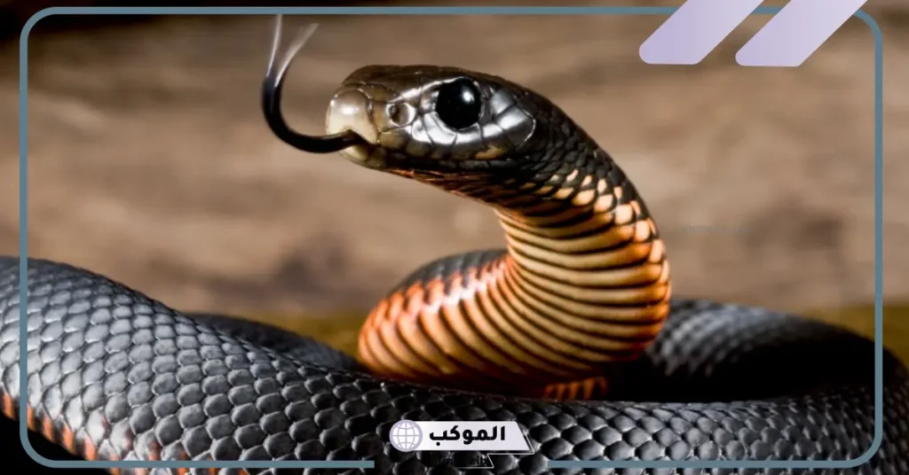 رؤية الثعبان الأسود في المنام وقتلة للعزباء 